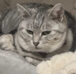 Y.M